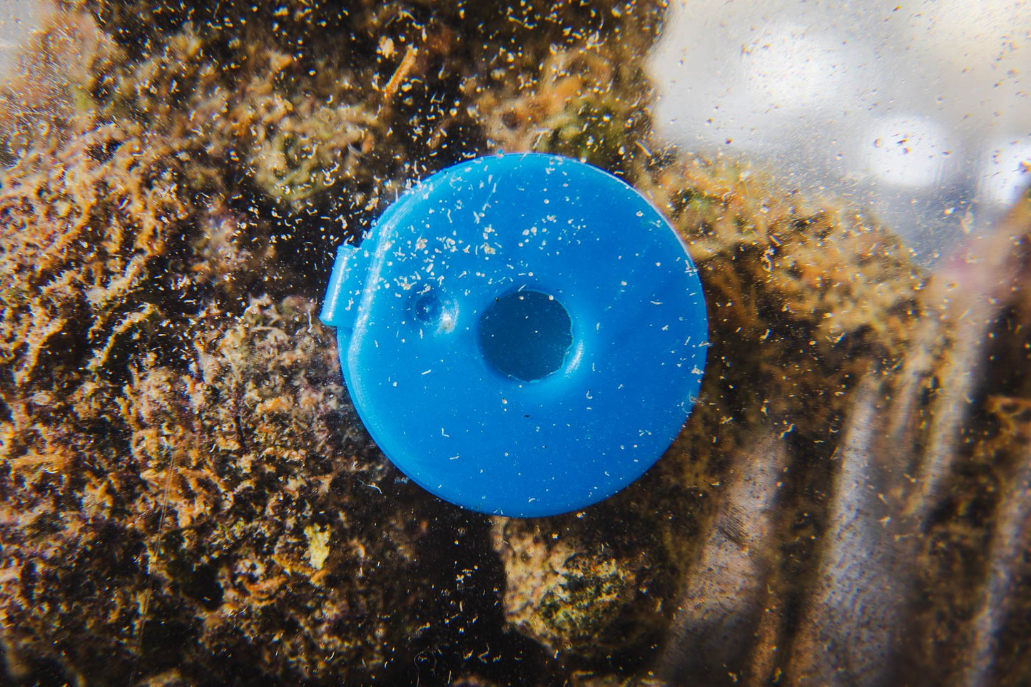 Grapeness Terpod | FlavorZ image 2