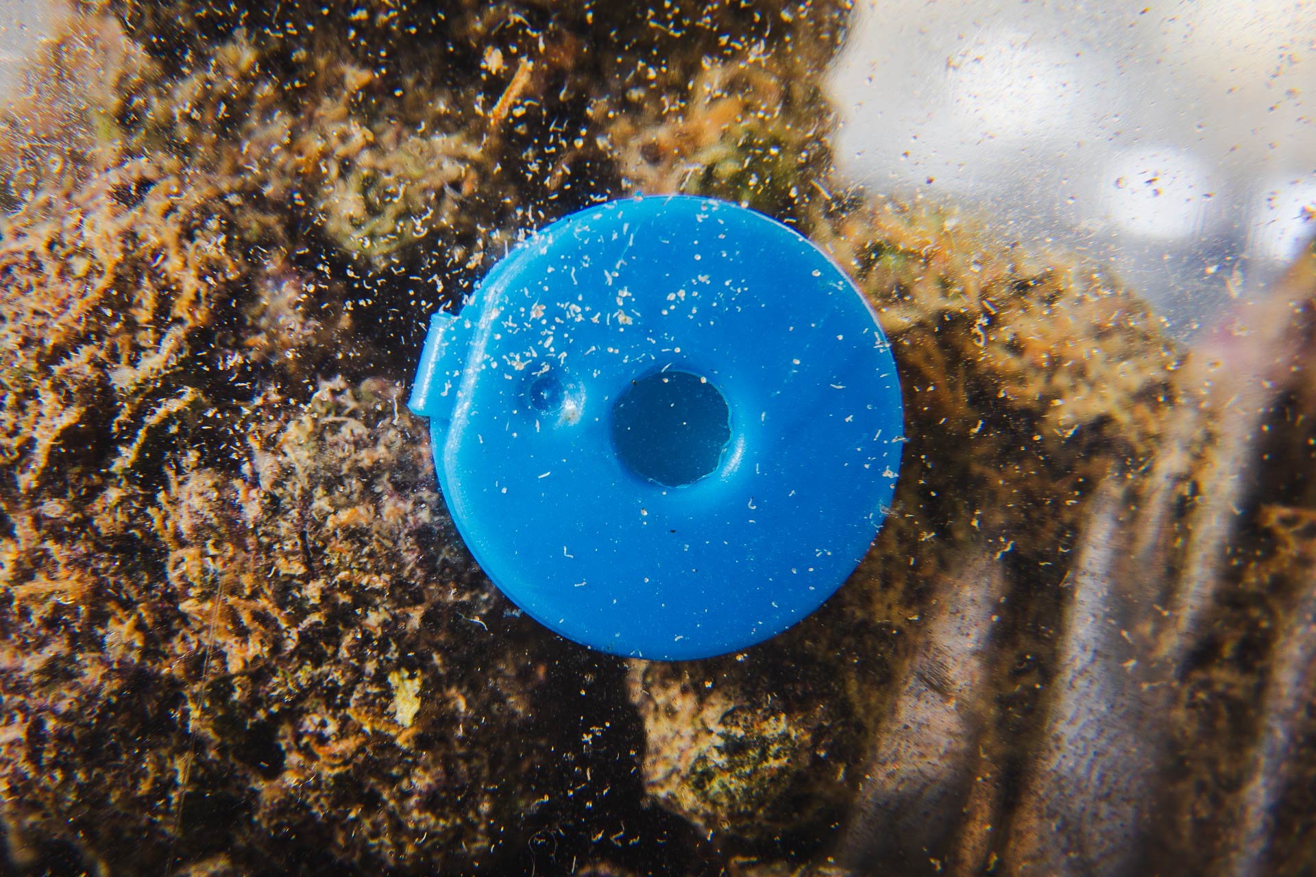 Grapeness Terpod | FlavorZ image 2